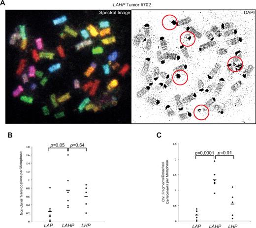 Figure 5. LAHP thymic lymphomas exhibit increased genomic instability compared with LAP and LHP tumors. (A) Spectral and DAPI images of a representative metaphase spread prepared from LAHP tumor 702. Circles represent chromosome fragments and/or detached centromeres. Slides were examined under a BX61 microscope (Olympus) and controlled by a LAMBDA 10-B Smart Shutter from Sutter Instrument. All images were captured using a 60×/1.42 oil objective lens, with a LAMBDA LS light source from Sutter Instrument, and a COOL-1300QS camera from Applied Spectral Imaging, and then analyzed and managed through Case Data Manager Version 5.5, installed and configured by Applied Spectral Imaging. Figure preparation was done using Photoshop and Illustrator from Adobe. (B-C) Quantitative analyses of nonclonal translocations (B) or chromosome fragments and detached centromeres (C) in LHP, LAP, and LAHP thymic lymphomas as analyzed by SKY. Graphs represent the average number of each type of chromosome abnormality observed per metaphase in tumors of each genotype. Dots represent the values for each tumor. Lines indicate the mean values for tumors of each genotype.