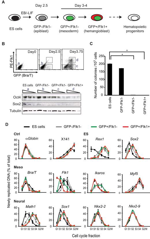 Figure 1. Progressive changes in the replication timing of developmental regulator genes upon mesodermal differentiation of ES cells. (A) Isolation of cells at sequential stages of ES cell induction to hematopoietic progenitors. Bry-GFP ES cells were differentiated in embryoid bodies (EB), harvested at different times and samples isolated by FACS sorting on the basis of GFP and Flk1 expression.5 (B) Top panel: GFP (Bra/T) and Flk1 expression by ES cells (day 0) and in dissociated embryoid bodies (2.5, 3.75 days of differentiation). Bottom panel: Western blot analysis of Oct4 and Sox2 levels in sequential 3-fold dilutions of whole cell extracts from ES and FACS-sorted cell populations a, b, c, and d. Detection with tubulin antibody is shown as a loading control. (C) Equal numbers of undifferentiated ES cells and FACS-sorted differentiated cell populations were replated in ES cell medium containing LIF for 10 days on feeder layers and colonies scored after staining with methylene blue. Data are mean ± SD from 2 experiments carried out in triplicate. *Significantly different numbers of colonies compared with ES cells (P < .05, Student t test). (D) Replication timing of control loci (αGlobin, X141), ES- (Rex1 and Sox2), mesodermal- (Bra/T, Flk1, Ikaros, and Myf5), and neural-specific genes (Math1, Sox1, Nkx2-2, and Nkx2-9) in undifferentiated ES cells (black), and ES-derived GFP−/Flk1− (epiblast, gray), GFP+/Flk1− (mesoderm, green), and GFP+/Flk1+ (hemangioblast, red) samples. The nonexpressed nonbivalent Myf5 locus replicates late throughout, whereas the replication profile of Ikaros, a bivalent locus, is variable (according to developmental stage) but remains early. For each locus, the abundance of newly replicated DNA was measured by quantitative real-time polymerase chain reaction (PCR) in 6 cell-cycle fractions: G1, S1 to S4, and G2/M as described in supplemental Figure 2. Values are the amount of newly synthesized DNA, calculated as a percentage of total (sum of all fractions). Data are mean ± SD from 2 or 3 experiments.