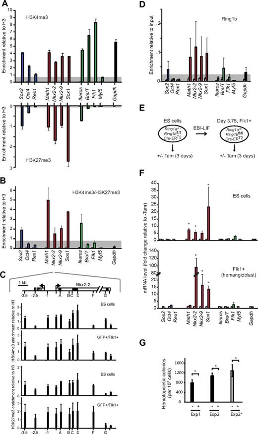 Figure 2. Bivalent chromatin and PRC1-mediated repression of neural genes is retained in hemangioblast-committed cells. (A) Analysis of modified histones at the promoters of ES- (Sox2, Oct4, and Rex1; blue bars), neural- (Math1, Nkx2-2, Nkx2-9, and Sox1; red bars), mesodermal- (Ikaros, Bra/T, Flk1, and Myf5; green bars), and control genes (Gapdh, black bar) by immunoprecipitation of chromatin from FACS-sorted GFP+/Flk1+ (hemangioblast) cells using antibodies specific for H3K4me3 (top panel) or H3K27me3 (bottom panel). Enrichment was measured by quantitative real-time PCR and is presented relative to total H3. As a control, IgG (open bars) was used for ChIP in parallel (values for most genes were low and barely visible). Data are mean ± SD of 4 experiments. Threshold levels, based on the enrichment at negative control loci (Myf5 for H3K4me3, Flk1 for H3K27me3), are indicated in gray. (B) Sequential ChIP analysis of GFP+/Flk1+ (hemangioblast) cells using first anti-H3K4me3 followed by a second round of immunoprecipitation using anti-H3K27me3 antibody (filled bars) or nonspecific IgG control (open bars). Genes are color-coded as in panel A. Data are mean ± SD of 3 experiments. Threshold levels, based on the enrichment at a negative control locus (Flk1), is indicated in gray. (C) Domain-wide profiling of histone methylation along the Nkx2-2 locus; the positions of a conserved upstream control element (gray), the transcription start site (arrow), coding regions (black), UTR (light gray), an adjacent gene (Rik), and PCR amplicons are indicated in the top panel, where scale = 1 kb. Enrichment of H3K4me3 (top) and H3K27me3 (bottom) across the Nkx2-2 locus was assessed by ChIP using IgG as controls (white bars, barely visible) in ES and GFP+/Flk1+ (hemangioblast) cells. Data are mean ± SD from 3 experiments. (D) ChIP analysis of GFP+/Flk1+ (hemangioblast) samples using anti-Ring1b antibody (filled bars) or IgG (open bars). Enrichment levels were measured by real time-PCR and are expressed relative to 10% input. Genes are color-coded as in panel A. Data are mean ± SD from 3 experiments. Threshold levels, based on the enrichment at the expressed (Ring1b−) Flk1 locus, are indicated in gray. (E) Strategy for withdrawal of Ring1a/Ring1b activity from CreERT2 ES cells, or from differentiated hemangioblasts, based on tamoxifen treatment (3 days). (F) Quantitative reverse-transcription PCR analysis of candidate gene expression (color-coded as in panel A), in Ring1a−/−/Ring1bfl/fl/Cre-ERT2 undifferentiated ES cells (top panel) or embryoid body-derived Flk1+ hemangioblast cells (bottom panel) 3 days after addition of 800nM tamoxifen (Tam) to delete Ring1b (colored bars) versus untreated controls (white bars). Values were normalized to a housekeeping gene (Hmbs) and expressed as fold change relative to untreated. Data are mean ± SD from 3 experiments. *Significantly up-regulated expression in tamoxifen-treated samples (P < .05, Student t test). (G) Hematopoietic colony assays were performed in triplicate for untreated (−) and tamoxifen-treated (+) samples; FACS-sorted Flk1+ Ring1a−/−/Ring1bfl/fl/CreERT2 cells were replated in differentiation medium (Exp1 and Exp2) or blast medium (Exp2*) with or without tamoxifen for 3 days before dissociation and scored 6 days after replating in semisolid hematopoietic medium. *Significantly different numbers of colonies in treated compared with untreated samples (P < .05, Student t test).