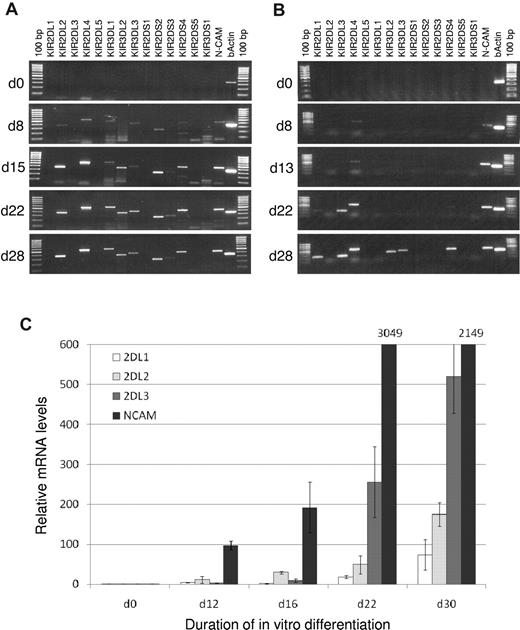 Figure 6. Sequential acquisition of KIR during NK cell differentiation. In vitro differentiation of NK cells from hematopoietic stem cells was performed as described in “Methods.” RT-PCR results from a donor with KIR genotype 5 (KIR2DL2+KIR2DL3−; A) and a donor with KIR genotype 1 (KIR2DL2−KIR2DL3+; B). Neural cell adhesion molecule (NCAM, CD56) intensity was used as correlate for NK cell development, β-actin as positive control for PCR. (C) Expression levels of KIR2DL1, KIR2DL2, KIR2DL3, and NCAM normalized against β-actin from a donor with KIR genotype 7 (KIR2DL2+KIR2DL3+) were measured with real-time PCR. NCAM levels greater than 600 are indicated.