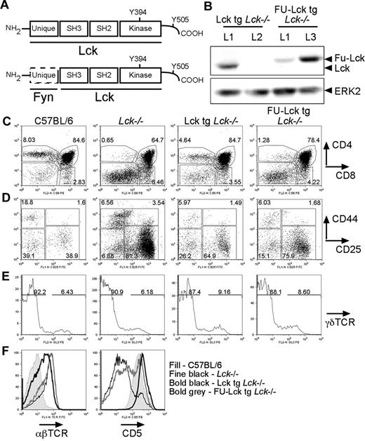 Figure 1. The Lck unique domain is required for T-cell development. (A) Schematic showing structural domains of WT (top) and FU-Lck (bottom) proteins. (B) Western blot analysis showing relative expression levels of Lck and FU-Lck proteins in thymocyte lysates from mice from lines 1 (L1) and 2 (L2) of Lcktg mice and lines 1 and 3 (L3) of FU-Lcktg mice. A V5 mAb was used to detect transgenic Lck, which was tagged with the V5 epitope, while ERK reprobes served as loading controls. (C) Dot plots showing distribution of T-cell subsets in thymi from 7-week-old WT, Lck−/−, Lcktg/Lck−/−, and FU-Lcktg/Lck−/− mice as defined by surface CD4 and CD8 expression and FACS analysis. Values within dot plots represent proportions of cells within CD4 SP, DP, and CD8 SP gates. Dot plots represent staining from 1 of at least 8 mice of each genotype. (D) FACS dot plots showing distribution of DN populations in mice thymi. γδTCR−CD4−CD8− cells were subdivided into DN1 to DN4 populations by expression of CD44 and CD25: DN1 = CD44+CD25−; DN2 = CD44+CD25+; DN3 = CD44−CD25+; and DN4 = CD44−CD25−. Values represent the proportion of cells in each DN population, and dot plots represent analysis of 1 of at least 5 mice of each genotype. (E) Histograms showing FACS analysis of γδTCR expression in CD4−CD8− DN populations from mouse thymi. Values represent proportions of γδTCR-positive and TCR-negative cells as defined by the respective gates. Data are representative of 1 of 5 mice analyzed of each genotype. (F) Histograms showing DP thymocyte expression of surface αβTCR (left side) and CD5 (right side). Filled histograms represent levels of expression of αβTCR or CD5 in WT DP cells; fine black line overlays represent Lck−/− levels; bold black overlays represent Lcktg/Lck−/− levels; and bold gray lines represent FU-Lcktg/Lck−/− levels. Data are representative of at least 5 mice of each genotype.