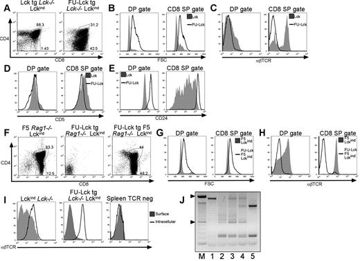 Figure 3. Thymic lymphoproliferation in FU-Lcktg/Lckind mice. (A) Dot plots showing distribution of T-cell subsets in thymi from 12-week-old Lcktg/Lck−/−/Lckind and FU-Lcktg/Lck−/−/Lckind mice defined by surface CD4 and CD8 expression and FACS analysis. Values within dot plots represent proportions of cells with DP and CD8 SP gates. Dot plots represent staining from 1 of at least 5 mice of each genotype. FACS histograms showing cell size (B) as assessed by analysis of forward scatter (FSC) and surface expression of αβTCR (C), CD5 (D), and CD24 (E) on gated CD4+CD8+ DP cells and CD8+ SP cells from thymi of Lcktg/Lck−/−/Lckind and FU-Lcktg/Lck−/−/Lckind mice. Filled histograms represent Lcktg/Lck−/−/Lckind mice; black line overlays represent FU-Lcktg/Lck−/−/Lckind mice. Data represent 1 of at least 5 mice of each genotype. (F) FACS dot plots showing distribution of T-cell subsets in thymi from 12-week-old F5 Rag1−/−/Lck−/−/Lckind, FU-Lcktg/Rag1−/−/Lck−/−/Lckind, and FU-Lcktg/F5/Rag1−/−/Lck−/−/Lckind mice. Values represent the proportions of cells within DP and CD8 SP gates as indicated. Data represent 1 of at least 7 mice of each genotype. Cell size (G) and surface expression of αβTCR (H) on DP and CD8 SP cells. Filled histograms represent F5 Rag1−/−/Lck−/−/Lckind mice; black line overlays represent FU-Lcktg/F5/Rag1−/−/Lck−/−/Lckind mice. (I) Comparison of cell surface and intracellular αβTCR FACS staining of thymocytes from Lck−/−/Lckind and FU-Lcktg/Lck−/−/Lckind mice and CD19+ splenocytes from FU-Lcktg/Lck−/−/Lckind mice. For intracellular staining, cells were permeabilized in 0.5% saponin before staining with αβTCR mAb. Filled histograms represent levels of surface αβTCR; black line overlays represent levels of staining after cell permeabilization. (J) PCR analysis of TCR Dβ2.1-Jβ2.7 rearrangements. The figure represents a 1.2% agarose gel of PCR products from B6 ear,1 B6 thymus,2 and 3 individual 10-week-old FU-Lcktg/Lck−/−/Lckind thymi.3–5 The 100-bp markers are also shown (M).