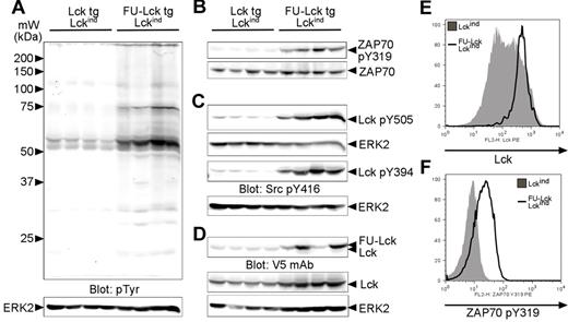 Figure 4. Dysregulated Lck expression and phosphorylation and elevated ZAP70 activation in FU-Lck Lckind thymocytes. (A) Western blot analysis showing levels of pTyr in whole thymus lysates taken directly ex vivo from 4 12-week-old Lcktg/Lck−/−/Lckind and 4 age-matched FU-Lcktg/Lck−/−/Lckind mice. Arrows represent molecular mass (kDa) markers. The blot was stripped and reprobed with anti-ERK2 to monitor protein loading. (B) Levels of ZAP70 Tyr319 phosphorylation were assessed; loading control = total ZAP70 expression. (C) Phosphorylation of Lck was assessed using Lck pTyr505 and Src pTyr416 Abs. The Src pTyr416 Ab cross-reacted with Lck pTyr394 in T cells. The ERK2 western blot serves as a loading control. (D) Expression of Lck and FU-Lck transgenes in thymocyte lysates was determined by Western blot analysis using a V5 mAb. Parallel blots using an Lck mAb monitored total Lck expression, while ERK blots functioned as loading controls. For all blots, images were obtained using an infrared imaging system (LI-COR). (E) FACS histogram showing intracellular levels of Lck in FU-Lcktg/Lckind and Lckind thymocytes. Cells were permeabilized with 0.5% saponin before Ab staining. (F) Levels of intracellular ZAP70 pY319 in gated DP thymocytes from FU-Lcktg/Lckind and Lckind mice. Cells were stained for surface CD4 and CD8 before fixation in 2% formaldehyde, permeabilization in 90% methanol, and ZAP70 pY319 Ab staining. Histograms represent 1 of 3 repeated experiments.