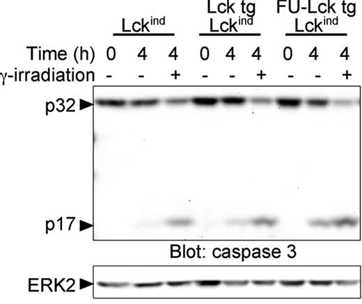 Figure 5. Unimpaired caspase activation of FU-Lcktg Lck−/−Lckind thymocytes in response to DNA damage. Thymocytes from 12-week-old Lck−/−/Lckind, Lcktg/Lck−/−/Lckind, and FU-Lcktg/Lck−/−/Lckind mice were subjected to 1000 Rad in a γ-irradiator. Irradiated and nonirradiated control cells were cultured for 4 hours in complete culture medium and cell lysates prepared. Western blot analysis was performed to assess activation of caspase 3 as judged by the appearance of the p17 active form and the reduction in the intensity of the p32 pro-form of the enzyme. Reprobes for ERK2 acted as a loading control. The data shown represent data from 1 of 3 FU-Lcktg/Lck−/−/Lckind mice.