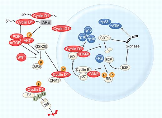 Figure 2. Cyclin D1, at the center of MCL pathogenesis. Cyclin D1 mRNA stability and translation is increased by the PI3K/AKT/mTOR pathway. Cyclin D1 translocates into the nucleus and forms a holoenzyme with CDK4/6 to phosphorylate the retinoblastoma protein (RB), resulting in the release of E2F transcription factors and G1/S phase transition. In addition, cyclin D1/CDK4 complexes have kinase-independent functions, notably binding of the cell-cycle inhibitor p27kip, which is thereby titrated away from cyclinE/CDK2 complexes further promoting cell-cycle progression. Cyclin D1/CDK4 inhibits degradation of CDT1, the rate-limiting factor in DNA replication. Stabilization of CDT1 in S phase can induce the replication of already transcribed chromosomal segments, giving rise to increased numbers of double strand breaks and activation of DNA damage checkpoints. In S phase cyclin D1 is phosphorylated on threonine 286 by GSK3β, exported from the nucleus by CRM-1, polyubiquitinated by the E3 ligase SCF(FBX4-αB Crystallin), and degraded through the proteasome (reviewed in Kim and Diehl 28). GSK3β is phosphorylated and inactivated by AKT and WNT signaling. Several components of this cell-cycle control machinery are altered in MCL: blue symbols (Δ) indicate molecules inactivated or down-regulated; red symbols, molecules activated or overexpressed. Illustration by Paulette Dennis.