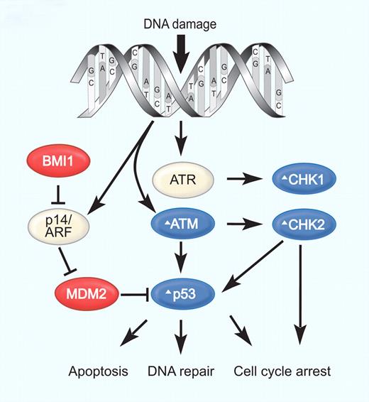 Figure 3. Defective DNA damage responses in MCL. DNA damage activates the kinases ATM and ATR, together with p53 and p14/ARF, which can induce cell-cycle arrest, DNA repair, or apoptosis. The E3-ubiquitin ligase MDM2 that targets p53 for proteasomal degradation is inhibited by ARF, which in turn is inhibited by BMI1. CHK1 and CHK2, activated by ATR and ATM, respectively, phosphorylate key substrates (p53, CDC25A, CDC25B), leading to cell-cycle arrest. Several steps in this DNA damage response are altered in MCL: blue symbols (Δ) indicate molecules inactivated or down-regulated; red symbols, molecules activated or overexpressed. Illustration by Paulette Dennis.