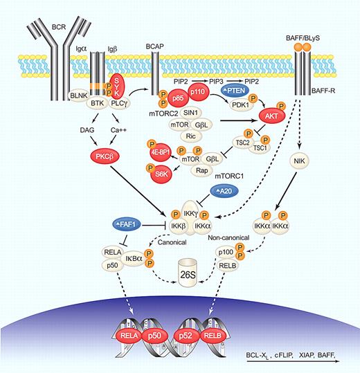 Figure 4. BCR, NF-κB, and PI3K/AKT/mTOR deregulation in MCL. BCR engagement induces SYK phosphorylation, which in turn activates phospholipase C-γ (PLC-γ) and protein kinase C-β (PKC-β). PI3K functions as a transducer of BCR signaling and can be activated by SYK-dependent phosphorylation of CD19 and B-cell PI3K adaptor protein (BCAP). PI3K phosphorylates phosphatidylinositol-4,5-bisphosphate (PIP2) on the plasma membrane to generate the second messenger, phosphatidylinositol-3,4,5-trisphosphate (PIP3). This process is reverted by PTEN. PI3K then phosphorylates PDK1 and the serine/threonine kinase AKT (Thr308) that activates mTOR (by inactivation of the inhibitor TSC1/2) and NF-κB (by activation of IKK). Only the mTOR complex 1 (mTORC1) is under AKT control and activates cap-dependent translation through S6K and 4E-BP1. mTOR complex 2 (mTORC2) can phosphorylate AKT (Ser473), increasing its kinase activity. Canonical NF-κB activation through AKT, or PKC-β involves IKK-mediated phosphorylation of the inhibitor IκBα, resulting in its proteasomal degradation and release of bound transcription factors that can then translocate to the nucleus. A20 and FAF1 inhibit NF-κB activation. The alternative pathway is activated by phosphorylation of p100 by IKKα complexes and subsequent proteasomal generation of p52. The cytokine BAFF/BLyS by binding to BAFF-R activates both canonical and noncanonical pathways. NF-κB transcription factors form heterodimers and homodimers to activate the transcription of genes involved in survival, proliferation, and apoptosis. Several steps in these signaling pathways are altered in MCL; blue symbols (Δ) indicate molecules inactivated or down-regulated; red symbols, molecules activated or overexpressed. Illustration by Paulette Dennis.