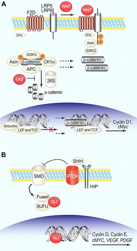 Figure 5. Activation of WNT and hedgehog pathways in MCL. (A) In the absence of WNT ligand, β-catenin is actively degraded through a protein complex called the “destruction box,” where GSK3β phosphorylates β-catenin, targeting it for degradation by the proteasome. Binding of WNT to Frizzled (FZD)– low density lipoprotein receptor-related protein (LRP) receptor complexes at the membrane, induces the formation of Dishevelled (DVL)–FZD complexes that sequester Axin and GSK3β, inhibiting the formation of the destruction box. This allows translocation of β-catenin to the nucleus where it dimerizes with TCF and LEF.134 (B) Binding of SHH to patched (PTCH), allows smoothened (SMO) to transduce a signal into the cytoplasm that leads to the breakdown of a protein complex formed by Fused, SUFU, and the transcription factor GLI. GLI is thereby released and translocates into the nucleus.135 Red symbols indicate molecules activated or overexpressed in MCL. Illustration by Paulette Dennis.