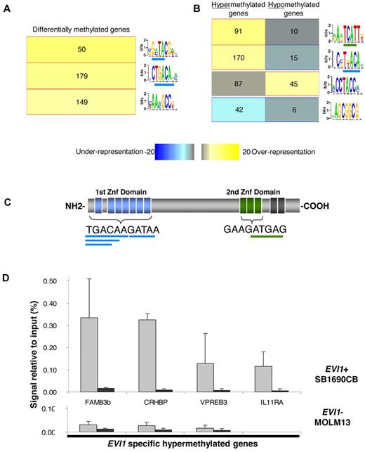 Figure 2. EVI1 binding sites are overrepresented in the hypermethylated promoter regions of EVI1 AMLs and EVI1 binds these hypermethylated promoters in vivo. (A) Motif analysis of the in EVI1 AML differentially methylated genes showed a significant overrepresentation (yellow in the heatmap color key) of three 7-bp motifs. Per bar, each 7-bp optimized motif is shown. The underlined sequences overlap with the first or second EVI1-binding domain. The number of genes that harbored the representative motifs in their promoter sequences is depicted per bar. (B) Further analysis of the hypermethylated and hypomethylated genes reveals 2 overrepresented motifs in the promoter regions of the hypermethylated genes and 1 overrepresented in hypomethylated genes. (C) Schematic representation of the EVI1 nuclear zinc-finger protein, with the binding sequence of the first and second EVI1 zinc finger domains. The overlapping motifs overrepresented in hypermethylated genes are underlined in, respectively, blue and green. (D) Quantitative PCR of ChIP in the EVI1-positive (EVI1+) SB1960CB cell line and the EVI1-negative (EVI1-) MOLM13 cell line using EVI1 and IgG antibody. Percentage of amount of input material is shown. The mean and SD of 3 independent experiments is shown.