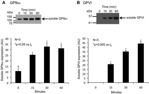 Figure 3. Shedding of GPIbα and GPVI during platelet activation. Platelets were activated with 10μM PMA at 37°C for the times indicated. Representative Western blots of platelet supernatant for (A) GPIbα and (B) GPVI. Summary plots from 3 experiments (mean ± SEM).