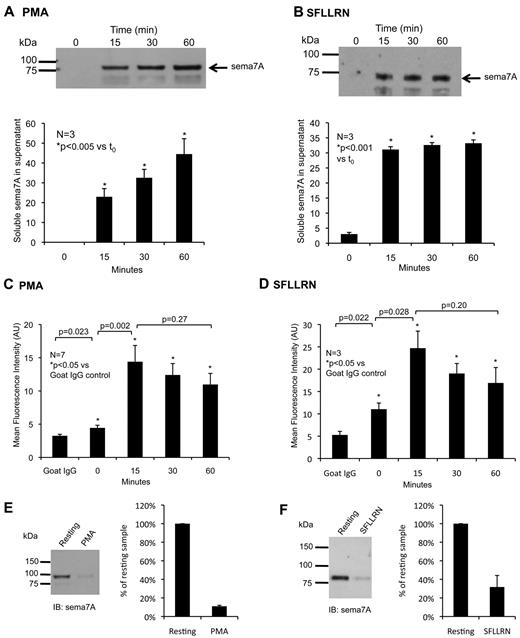 Figure 5. Sema7A is cleaved and shed during platelet activation. (A-B) Shed sema7A in platelet supernatants with increasing time after (A) 10μM PMA or (B) 10μM SFLLRN activation. (C-D) Surface expression of sema7A determined by flow cytometry after platelet activation with (C) PMA or (D) SFLLRN activation. Alexa Fluor-488–conjugated goat IgG was used as the isotype control. (E-F) Representative Western blots of sema7A on platelet membranes.