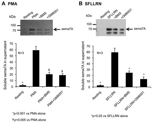Figure 6. Shedding of sema7A is inhibited by metalloproteinase inhibitors. Western blots of sema7A in the supernate of platelets activated with (A) PMA or (B) SFLLRN in the presence of the metalloprotease inhibitor GM6001 or the ADAM17-selective inhibitor BMS-561392 (mean ± SEM, N = 3).