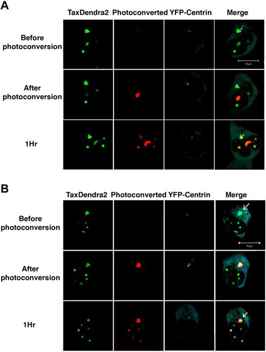 Figure 1. Tax dynamic trafficking between nuclear bodies and centrosome in human fibroblasts. Human fibroblasts IMR90 cells were cotransfected with Tax tagged with a green-to-red photoconvertible fluorescent protein, Dendra2 (2 μg) and YFP-Centrin (0.5 μg). Irreversible photoconversion from green to red was performed on selected nuclear body (A) or on juxta-nuclear concentrates of Tax-Dendra2 (B) 4 hours after transfection using a 405 laser. The white arrows indicate centrosomal aggregates colocalizing with YFP-centrin. Cells were imaged using a LSM710 confocal laser microscope in the green (lane 1), red (lane 2), and yellow (lane 3) channels before and after photoconversion. Original yellow color was replaced by cyan for better clarity. Scale bar, 10 μm.