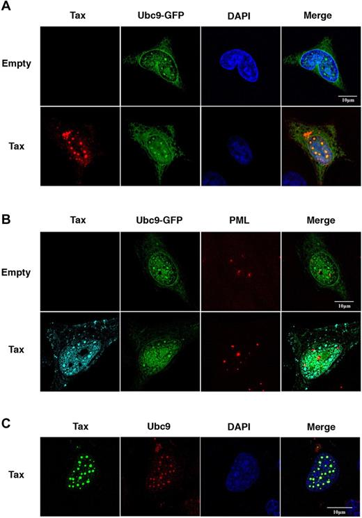 Figure 3. Tax is recruited to preexisting Ubc9 nuclear bodies. (A) HeLa cells were cotransfected with Ubc9-GFP and empty vector or Tax and stained by immunofluoresence with anti-Tax mAb (red). (B) HeLa cells were cotransfected with Ubc9-GFP and empty vector or Tax and stained by immunofluoresence with anti–HTLV-I sera (blue) and anti-PML mAb (red). (C) MEFs were transfected with Tax and stained by double immunofluoresence with anti-Tax mAb (green) and anti-Ubc9 polyclonal antibody (red). Scale bar, 10 μm.