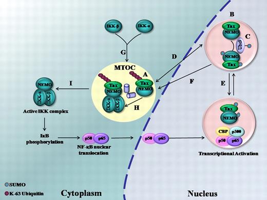 Figure 6. A schematic representation of the role of ubiquitylation and SUMOylation in Tax and NEMO trafficking and activation of NF-κB. (A) K-63 ubiquitylated Tax targets Tax and NEMO to the centrosome. (B) Tax ubiquitylation targets Tax and NEMO to Ubc9/SUMO enriched nuclear bodies. (C) Tax and NEMO SUMOylation. (D) Bidirectional trafficking of Tax between nuclear bodies and the centrosome. (E) Tax shuttles among nuclear bodies. (F) Tax SUMOylation targets NEMO to the centrosome. (G) Recruitment of the catalytic IKK subunits to the centrosome. (H) Formation of the IKK complex. (I) Tax-free active IKK is liberated into the cytosol. (Alphabets do not necessarily indicate a chronological sequence of events.)