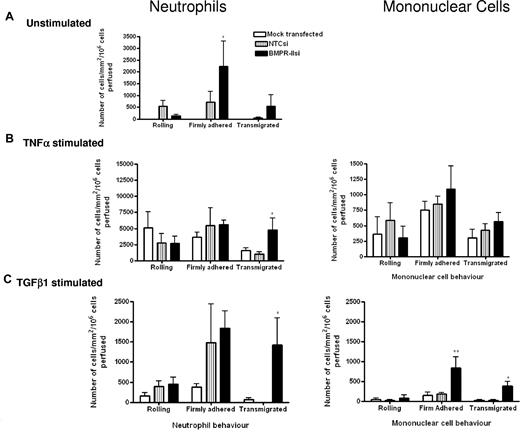 Figure 4. Effect of reduced BMPR-II expression in HPAECs on leukocyte recruitment under physiologic flow conditions. Mock-transfected HPAECs or HPAECs transfected with siRNA targeting BMPR-II or nontargeting control siRNA were seeded into Ibidi IV flow slides, then unstimulated (A) or stimulated with TNF-α for 4 hours (B) or TGF-β1 for 24 hours (C). Neutrophils (left panel) or mononuclear cells (right panel) were flowed across the endothelial monolayer for 2 minutes, followed by washout. Adherent leukocytes were deemed as rolling, firmly adherent, or transmigrated. Time zero was the start of leukocyte perfusion. Data are the mean ± SEM for 5 independent experiments for TNF-α–stimulated HPAECs and 6 experiments for unstimulated and TGF-β1–stimulated HPAECs. *P < .05, **P < .01, compared with NTCsi-transfected HPAECs by Student t test.