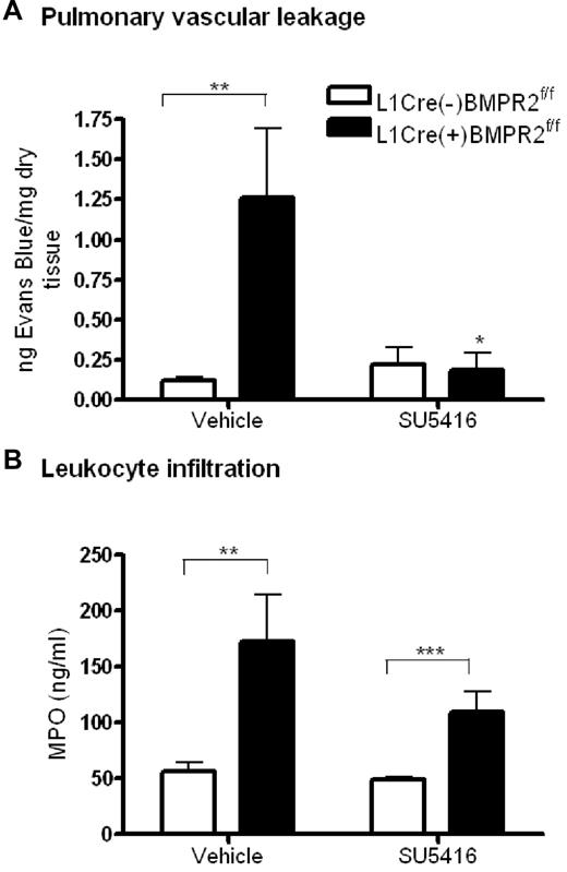 Figure 7. Assessment of vascular leakage and leukocyte infiltration in endothelial-restricted BMPR-II–deficient mice. (A) To assess vascular leakage, L1cre(+)BMPR2f/f mice or L1cre(−)BMPR2f/f mice were injected with SU5416 or vehicle subcutaneously for 23 hours. Evans Blue dye was then administered intravenously via the tail vein for 1 hour, after which the lungs were flushed with PBS and the heart/lung block excised. Evans blue was extracted from the right lung, quantified, and expressed as nanograms of Evans Blue per milligram of dry lung tissue. Data are the mean ± SEM for 7 L1cre(+)BMPR2f/f and 9 L1cre(−)BMPR2f/f mice. In panel A, ANOVA showed a significant effect of treatment with SU5416 and genotype P < .05. *P < .05, **P < .01, compared with L1cre(−)BMPR2f/f animals. (B) To assess leukocyte infiltration, the concentration of MPO in the right lung of L1cre(+)BMPR2f/f and L1cre(−)BMPR2f/f mice was determined. In panel B, ANOVA showed a significant effect of genotype P < .001. **P < .01, ***P < .001, compared with L1cre(−)BMPR2f/f animals.