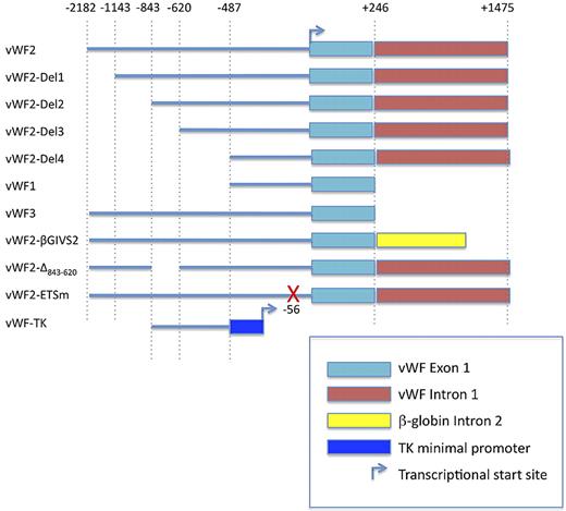 Figure 1. Schematic of the human VWF promoter fragments used in transfections and Hprt-targeted mice. TK, thymidine kinase.
