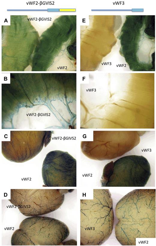 Figure 4. LacZ staining of diaphragm, heart and brain from Hprt-targeted mice carrying vWF2-lacZ, vWF3-lacZ, or vWF2-βGIVS2-lacZ. Diaphragms, hearts, and brains were harvested from 6- to 8-week-old F2 male Hprt-targeted mice carrying vWF2-lacZ (vWF sequences between −2182 and +1475), vWF3-lacZ (vWF sequences between −2182 and +246), or vWF2-βGIVS2-lacZ (vWF sequences between −2182 and +246 and intron 2 from the human β-globin gene) and processed in parallel for whole-mount staining with X-Gal. In panels A and E, the diaphragm from the vWF2-lacZ transgenic mouse is on the right, and the diaphragm from the vWF2-βGIVS2-lacZ or vWF3-lacZ mouse is on the left. Panels B and F are higher power images of vWF2-βGIVS2-lacZ and vWF3-lacZ diaphragms, respectively. In panel C, the vWF2-lacZ heart is on the bottom, and the vWF2-βGIVS2-lacZ heart is on the top. In panel G, the vWF2-lacZ heart is on the bottom, and the vWF3-lacZ heart is on the top. In panel D, the vWF2-lacZ brain is on the bottom, and the vWF2-βGIVS2-lacZ brain is on the top. In panel H, the vWF2-lacZ brain is on the right, and the vWF3-lacZ brain is on the left. In panels A through D, vWF2-βGIVS2-lacZ organs reveal a similar pattern (though lower absolute levels) of expression compared with vWF2-lacZ. In E-H, vWF3-lacZ organs show the X-Gal reaction product in brain but not heart or skeletal muscle. Whole-mount tissues were analyzed under a Nikon SMZ-U dissecting microscope, and microphotographs were collected using a Nikon Coolpix 8400 camera.