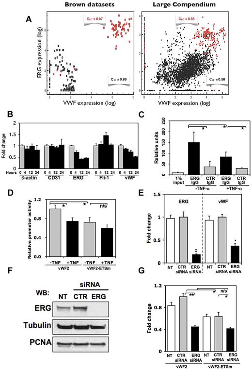 Figure 5. ERG binds to the −56 ETS motif. (A) VWF expression is shown as a function of ERG expression levels. Results are based on the Brown datasets (left) and our compendium of 5532 arrays (right). Red, endothelial cells; black, nonendothelial cells. (B) Quantitative real-time PCR analysis of β-actin, CD31, ERG, friend leukemia virus integration-1, and VWF in HUVECs treated with 20 ng/mL TNF-α for 0 (untreated control), 4, 12, or 24 hours. For each gene, expression is shown relative to control values. Data are expressed as mean + SD of 3 independent experiments. (C) ChIP assay was performed using HUVECs treated in the absence of presence of TNF-α for 12 hours. DNA was sheared, and the resulting DNA-protein complexes were immunoprecipitated in the absence or presence of antibodies to ERG or control IgG. Real-time PCR analysis was performed using the precipitated DNA fragments and primers for VWF proximal region, which included the −56 ETS site. (D) Transient transfection of vWF2-Luc or vWF2-ETSm-Luc in HUVECs treated in the absence or presence of TNF-α for 4 hours. The results show the mean + SD of luciferase light units (relative to vWF2 in untreated cells) obtained in triplicate from at least 3 independent experiments. *P < .05. (E) HUVECs were either not transfected (NT) or transfected with control siRNA (CTR) or siRNA against ERG (ERG) and assayed for mRNA expression of ERG or VWF by real-time PCR. The results in E show the mean + SD of mRNA expression (relative to control siRNA-transfected cells) obtained in triplicate from 3 independent experiments. *P < .05, relative to control siRNA. (F) Same HUVECs as described in E were assayed for ERG protein expression using Western blot. For loading control, the blot was stripped and reprobed with antibodies against tubulin and against the nuclear marker, proliferating cell nuclear antigen (PCNA). (G) Parallel plates of HUVECs used for mRNA and protein analysis in panels E and F were transiently transfected with vWF2-Luc or vWF2-ETSm-Luc. The results show the mean + SD of luciferase light units (relative to vWF2 in control siRNA-transfected cells) obtained in triplicate from at least 3 independent experiments. *P < .05; **P < .01; n/s, nonsignificant.
