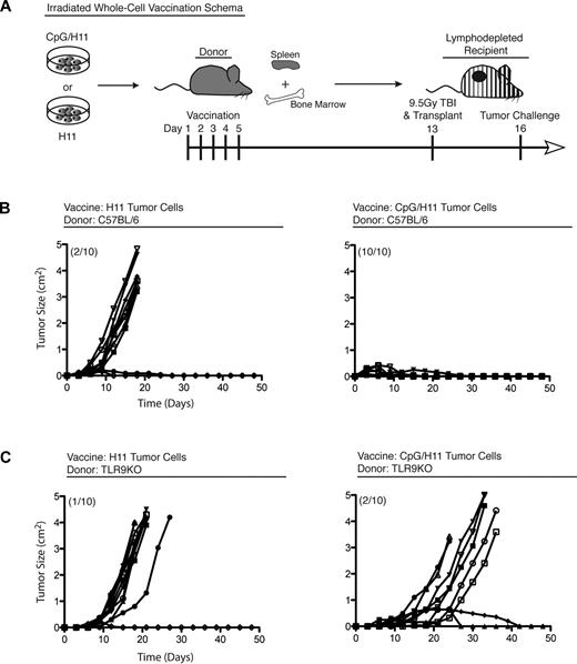 Figure 1. A CpG-loaded, whole-cell vaccine generates robust antitumor immunity. (A) Vaccination schema: C57BL/6 donors were vaccinated with either CpG/H11 or H11. (B) Cohorts of C57BL/6 recipient mice (n = 10) and (C) TLR9KO (C57BL/6 background) recipient mice were followed for tumor growth and survival. Numbers in parentheses represent the number of mice that survived more than 100 days. Results are representative of 2 independent experiments.