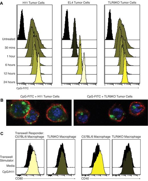 Figure 4. CpG can be loaded into tumor cells independently of TLR9 and leaked into the immediate microenvironment. (A) H11, EL4, or TLR9KO tumor cells were incubated with CpG-FITC. Cells were thoroughly washed and analyzed by flow cytometry. Results were consistent across 3 independent experiments. (B) Representative confocal microscopy image of tumor cells loaded with CpG-FITC for 24 hours. Blue = DAPI, red = CD19, and green = CpG-FITC. (C) CpG/H11 tumor cells or media were plated in the upper portion of a permeable supports. Either C57BL/6 or TLR9KO macrophages were plated as responder cells in the base of the permeable supports. After 24 hours, macrophages were collected and CD40 and CD80 expression were determined by flow cytometry. All plots were gated on live cells.