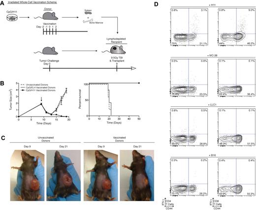 Figure 6. Vaccine-induced T cells treat large and established tumors. (A) Vaccination and treatment schema: C57BL/6 donors were vaccinated with CpG/H11. (B) Cohorts of C57BL/6 recipient mice (n = 5) received 25 × 106 splenocytes from CpG/H11 vaccinated, CpG/EL4-vaccinated, or unvaccinated donors, and were followed for tumor growth. (C) Images of representative recipient mice on day 9 after tumor inoculation and on day 21. Results are representative of 2 independent experiments. (D) IFN-γ response assay to detect antitumor immune responses in recipient mice 15 days after transfer. Peripheral blood lymphocytes were cocultured with irradiated H11 tumor cells or the irrelevant tumor cell lines MC-38, LLC1, or B16.