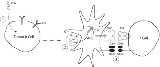 Figure 7. Role of CpG in mediating effective vaccination with a CpG-loaded whole tumor cell vaccine. At left (1), CpG loading of tumor cells is independent of TLR9, suggesting broad applicability of this strategy to many tumor types. In center (2), CpG-loaded tumor cells function to specifically and efficiently deliver CpG to APCs. This CpG has a stimulatory effect on the APCs, leading to (3, right) more efficient antigen presentation and, in turn, better stimulation of an antitumor T-cell response.
