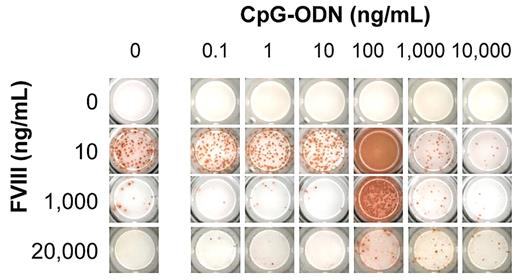 Figure 1. Screening panel for in vitro restimulation of FVIII-specific memory B cells in the presence of FVIII and CpG. CD138− spleen cells were obtained from hemophilic mice treated with 4 weekly doses of 200 ng of FVIII and restimulated with stimulating (10 ng/mL) and inhibiting (1 and 20 μg/mL) concentrations of FVIII in the presence of CpG-ODN. Newly formed anti-FVIII ASC were detected by ELISPOT assay after 6 days of culture. Each spot represents one anti-FVIII ASC. Concentrations of FVIII and CpG-ODN are indicated. A representative ELISPOT is presented.