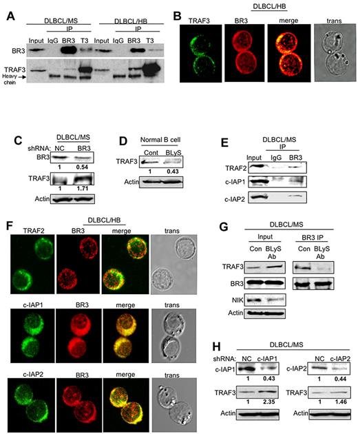Figure 7. Constitutive BLyS/BR3 signaling activates NIK-induced NF-κB pathway activation through induction of TRAF3 degradation in DLBCL. (A) Cytoplasmic cell lysates from MS-GCB or HB-ABC DLBCL cells were immunoprecipitated with BR3 or TRAF3 antibodies and probed with TRAF3 or BR3 antibodies. IgG was used as a negative control. (B) DLBCL-HB cells were co-stained with TRAF3 (FITC, green) or BR3 (Texas Red, red) antibody and analyzed by confocal microscopy. Yellow color indicates co-localization of BR3 and the other probed proteins. (C) Total cell lysates from DLBCL cells (MS) transfected with specific BR3 shRNA or control shRNA were probed with TRAF3 or BR3 antibodies by Western blot analysis. Actin was used as a loading control. Relative protein level of each target molecule was measured with ImageJ densitometer software and normalized to the actin level. (D) Total cell lysates from normal Go B cells stimulated with or without human recombinant BLyS ligand were probed with TRAF3 antibody by Western blot analysis. Actin was used as a loading control. Relative protein level of each target molecule was measured with ImageJ densitometer software and normalized to the actin level. (E) Cytoplasmic extract from DLBCL cells (MS) was subjected to immunoprecipitation analysis with BR3 antibody and then probed with TRAF2, TRAF3, c-IAP1, c-IAP2, or BR3 antibodies by Western blot analysis. (F) DLBCL cells (HB) were co-stained with BR3 (Texas Red, red), along with TRAF2 (FITC, green), c-IAP1 (FITC, green), or c-IAP2 (FITC, green) antibodies, and then analyzed by confocal microscopy. Yellow color indicates co-localization of BR3 and the other probed proteins. (G) Cytoplasmic extracts purified from DLBCL cells (MS) treated with BLyS antibody or control cells were probed with TRAF3 BR3 or NIK antibody in Western blot analysis (left). These samples were also subjected to immunoprecipitation analysis with BR3 antibodies and then probed with TRAF3 or BR3 antibodies for Western blot analysis (right). (H) Cell lysates purified from DLBCL-MS cells transfected with c-IAP1, c-IAP2 shRNA, or control shRNA were analyzed by Western blot analysis with c-IAP1, c-IAP2, or TRAF3 antibody. Actin was used as loading control. Relative protein level of each target molecule was measured with ImageJ densitometer software and normalized to the actin level.