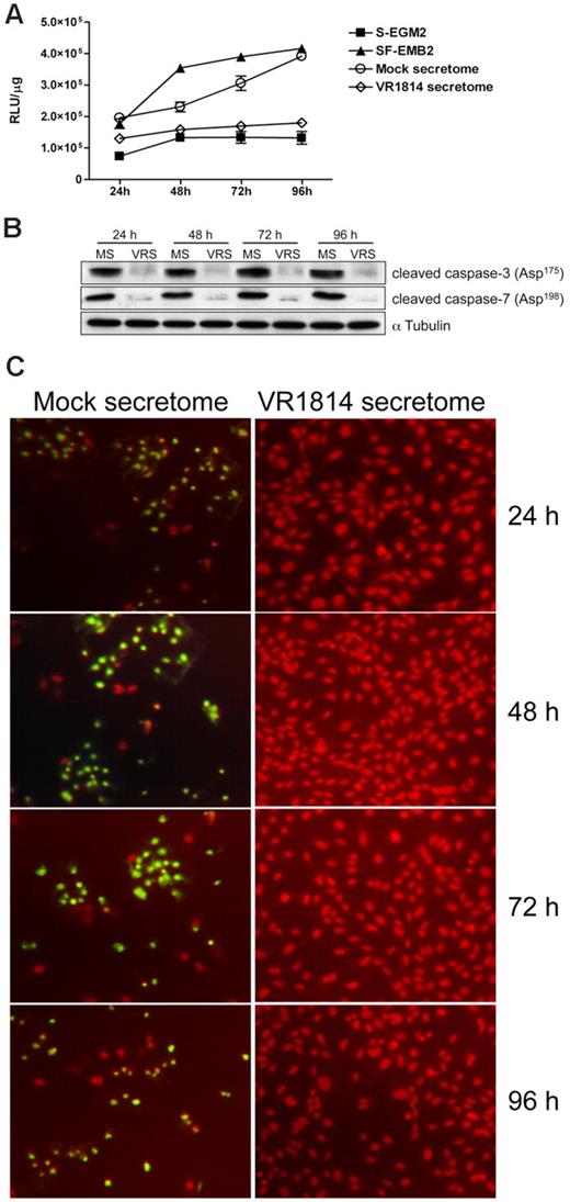 Figure 5. HCMV secretomes decrease caspase-3 and -7 activity. HUVECs were starved overnight and then stimulated with mock- or HCMV-secretomes during a time course analysis. (A) Cytosolic extracts from HUVECs incubated with controls, mock- and HCMV VR1814-secretome for 24, 48, 72, and 96 hours were prepared in hypotonic extraction buffer. An equal volume of a proluminescent substrate (DEVD), and cytosolic proteins were added to a white-walled 96-well plate and incubated at room temperature for 1 hour. The luminescence of each sample run in triplicate was measured in a plate-reading luminometer. The graphic shows the mean ± SD of 3 independent experiments. (B) Cell lysates from HUVECs incubated with mock-secretome (MS) and HCMV VR1814 (VRS) were subjected to SDS-PAGE followed by Western blotting to evaluate the expression of activated/cleaved caspase-3 and -7. αTubulin served as an internal control. (C) HUVECs were stimulated as above, and nuclear DNA fragmentation as a sign of apoptosis was determined over the time using a TUNEL assay. Fragmented DNA is indicated by green fluorescence. Nuclei were stained with propidium iodide (red fluorescence).