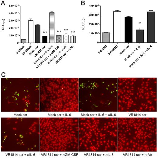 Figure 6. Neutralization of IL-6 activity in the HCMV secretomes induces apoptosis. HUVECs were starved overnight and then stimulated with mock-secretome, HCMV-secretome, and neutralized HCMV-secretomes for 48 hours. (A) Cytosolic extracts from HUVECs incubated with controls, mock-secretome, HCMV VR1814-secretome, and HCMV VR1814-secretome neutralized with anti–IL-6, anti–GM-CSF, anti–IL-8/CXCL8, or nonrelated antibody were prepared in hypotonic extraction buffer. An equal volume of a proluminescent substrate (DEVD) and cytosolic proteins were added to a white-walled 96-well plate and incubated at room temperature for 1 hour. The luminescence of each sample run in triplicate was measured in a plate-reading luminometer. The results are expressed as mean ± SD of 3 independent experiments, ***P < .001 versus mock. (B) HUVECs were starved overnight and then stimulated with mock-secretome, mock-secretome with IL-6 (10 ng/mL), and mock-secretome with IL-6 (10 ng/mL) + anti–IL-6 Ab (2 μg/mL) for 48 hours. Cytosolic extracts were prepared as above and the luminescence of each sample run in triplicate was measured in a plate-reading luminometer. The results are expressed as mean ± SD of 3 independent experiments, **P < .01 versus mock. (C) TUNEL assay performed in the same experimental conditions as above. Fragmented DNA is indicated by green fluorescence. Nuclei were stained with propidium iodide (red fluorescence).