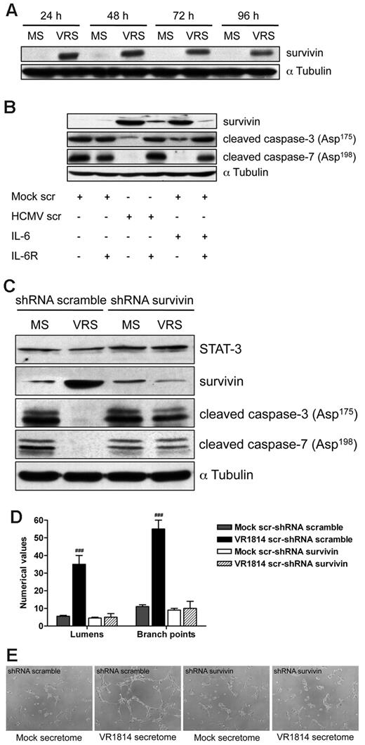 Figure 7. HCMV secretome stimulates survivin expression through IL-6 receptor blocking apoptosis and promoting AG. (A) Cell lysates from HUVECs incubated with mock-secretome (MS) and HCMV VR1814 (VRS) for 24, 48, 72, and 96 hours were subjected to SDS-PAGE followed by Western blotting to evaluate the expression of survivin. αTubulin served as an internal control. (B) HUVECs were treated with anti–IL-6R antibody and stimulated with the secretome for 48 hours. Expression of survivin, cleaved caspase-3, and caspase-7 was determined by Western blotting. αTubulin immunodetected with mAb served as an internal control. (C) HUVECs were infected with recombinant retroviruses expressing either a survivin-directed shRNA or a nonspecific control (scramble) shRNA followed by stimulation with the HCMV secretome. Expression of STAT-3, survivin, cleaved caspase-3, and caspase-7 was determined by Western blotting. αTubulin served as an internal control. (D) Quantification of Matrigel tube formation assay after 24 hours of HUVECs in the same experimental condition as above. The results are expressed as mean ± SD, ###P < .01 versus mock. (B) Representative examples of each culture condition are shown as a low-power image (magnification, ×10).