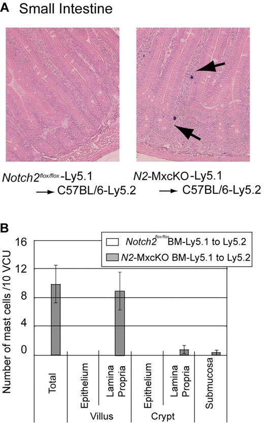 Figure 2. Localization of intestinal mast cells is abnormal in wild-type mice transplanted with N2-MxcKO-Ly5.1 bone marrow cells, reminiscent of that in N2-MxcKO mice. (A) Bone marrow cells from either N2-MxcKO- Ly5.1 mice or littermate Notch2flox/flox- Ly5.1 mice were transplanted into lethally irradiated (9.5 Gy) C57BL/6-Ly5.2 mice. Toluidine blue staining, followed by eosin. Original magnification ×200. (B) The numbers of mast cells per 10 vcus distributing to various layers of the small intestine. Data are presented as means ± SEM; Mast cells in C57BL/6-Ly5.2 mice transplanted with Notch2flox/flox-Ly5.1 (n = 3) versus N2-MxcKO-Ly5.1 (n = 3). P = .020594 (total) and P = .030123 (villus, lamina propria).