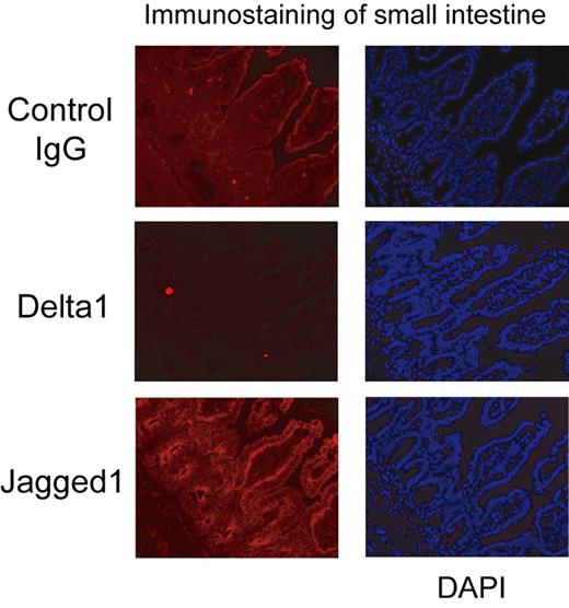 Figure 3. Jagged1 is strongly expressed on the surface of the epithelial cells, especially at their basal side. A section of small intestine prepared using cryostat was stained with goat anti-Jagged1 and goat anti-Delta1 antibodies followed by anti–goat Alexa594. Original magnification ×200.