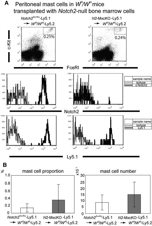 Figure 4. Notch2 is not required for peritoneal mast cell development. (A) Bone marrow cells from N2-MxcKO-Ly5.1 mice or control Notch2flox/flox-Ly5.1 mice were transplanted into lethally irradiated Wsh/Wsh mice. Peritoneal mast cells were stained with anti–c-Kit–APC, IgE, and biotinylated anti-Notch2 antibody (HMN2-35), followed by anti-IgE–FITC and streptavidin-PE, or they were stained with anti–c-Kit–APC, IgE, and anti-Ly 5.1–PE, followed by anti-IgE–FITC; they were then analyzed by FACSCalibur (BD Biosciences). (B) The proportion (left) and the absolute number (right) of peritoneal mast cells were not significantly different between Wsh/Wsh mice transplanted with Notch2-WT bone marrow cells and those transplanted with Notch2-null bone marrow cells. P = .210642 (mast cell proportion) and P = .196045 (mast cell number).