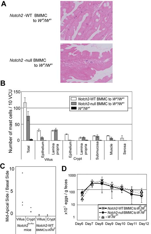 Figure 5. Mast cell–autonomous Notch2 expression is required for mast cell migration toward the epithelium. Wsh/Wsh mice infected with S venezuelensis were intravenously infused with Th2-conditioned Notch2-null or control BMMCs on days 3 and 6 of infection. (A) Notch2-null BMMCs poorly migrated toward the epithelium compared with control BMMCs. Toluidine blue staining followed by eosin staining. Original magnification ×200. (Top) Control BMMCs; (Bottom) Notch2-null BMMCs. (B) The number of mast cells per 10 vcus in the small intestine on day 12 after S venezuelensis infection in Wsh/Wsh mice, without BMMC infusion, with control BMMC infusion, and with Notch2-null BMMC infusion. Data are presented as means ± SEM; n = 3 (control BMMC infusion) and n = 4 (Notch2-null BMMC infusion), P = .004080 (villus, epithelium) and P = .000020 (crypt, epithelium). Note that mast cells in Wsh/Wsh mice infused with Notch2-null BMMCs abnormally resided in the lamina propria, whereas most of those in Wsh/Wsh mice infused with control BMMCs had intraepithelially migrated. (C) Mast cell number in mid to apical side of the epithelial layer was divided with that in the basal side of the epithelial layer. (D) Time course of S venezuelensis egg numbers in the stool. The number of excreted eggs was not significantly different between Wsh/Wsh mice infused with Notch2-null and control BMMCs. Data are presented as means ± SEM.
