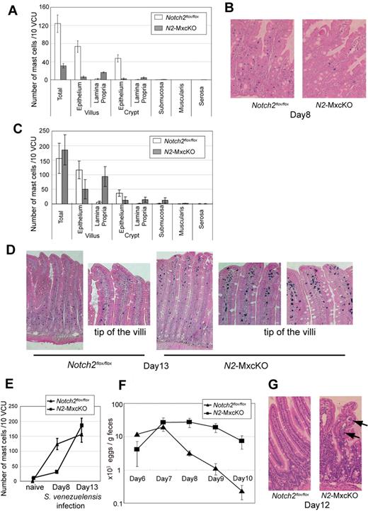 Figure 6. Notch2 is essential for antiparasite immunity of mast cells in the intestine. N2-MxcKO or control Notch2flox/flox mice were subcutaneously injected with third-stage infective larvae of S venezuelensis. (A) The number of mast cells per 10 vcus in the small intestine on day 8 after S venezuelensis infection. Data are presented as means ± SEM. The number of mast cells was much less in N2-MxcKO mice; n = 3, P = .008592 (total), P = .005695 (villus, epithelium), P = .000715 (villus, lamina propria), P = .005245 (crypt, epithelium), and P = .045466 (crypt, lamina propria). Note that mast cells in N2-MxcKO mice were abnormally clustered in the lamina propria, whereas most of those in the control Notch2flox/flox mice were intraepithelially migrated. (B) Toluidine blue staining followed by eosin staining of the small intestine on day 8; original magnification ×200. (C) The number of mast cells per 10 vcus in the small intestine on day 13 after S venezuelensis infection. Data are presented as means ± SEM; n = 3, P = .026076 (villus, epithelium), P = .00194 (villus, lamina propria), P = .021177 (crypt, epithelium), and P = .019324 (crypt, lamina propria), P = .047445 (submucosa). (D) Toluidine blue staining followed by eosin staining of the small intestine on day 13. Original magnification ×200. (E) The total number of mast cells per 10 vcus on day 0, day 8, and day 13 of infection. The total number of mast cells was significantly lower in N2-MxcKO mice at the early phase (day 8) and almost equal at the later phase (day 13) to that of control mice. Data are presented as means ± SEM; n = 10 and 8 (day 0, Notch2flox/flox and N2-MxcKO); n = 3 and 3 (day 8, Notch2flox/flox and N2-MxcKO); n = 4 and 4 (day 13, Notch2flox/flox and N2-MxcKO). (F) Time course of egg number in the stool. The number of excreted eggs was significantly greater in N2-MxcKO mice compared with those in Notch2flox/flox mice. Data are represented as means ± SEM; n = 4; P = .0291 (day 8) and P = .0219 (day 9). (G) Hematoxylin-eosin staining of the small intestine on day 12. Original magnification ×200. Arrows indicate worms. Worms were still observed in the villi in the jejunum of N2-MxcKO, but not of Notch2flox/flox mice.