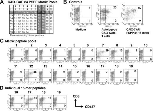 Figure 4. CAR cellular immune reactivity is directed against VH-CDR and VK-FR epitopes in the CAIX-CAR protein. CAR protein spanning peptides, consisting of 84 11 aa overlapping 15-mer peptides, were generated to assess epitope specificity of the anti–CAIX-CAR cellular immunity. Responder cells were day 50 PBMCs of patient 4, and cocultivated for 5 weekly cycles with CAR T cells. (A) Design of the matrix peptide pools with numbers indicated in left column and top row. Individual 15-mer peptides in these pools correspond to the numbers in the respective columns and rows. (B) PBMCs were incubated in medium (negative control, left plot) or stimulated with CAIX-CAR+ T cells (middle plot) or the complete protein spanning peptide pool (84 15-mer peptides; right plot) as 2 positive stimulation controls and (C) 19 matrix pools, each containing 8-10 15-mer peptides and subsequently with the individual candidate peptides (D). (A) The gray shading in the matrix illustrates how candidate peptides were identified. Stimulated PBMC were assayed for CD137 expression by flow cytometry. Plots in panels B-D show CD137 versus CD8 expression within the CD3 T-cell population. Numbers in the top right quadrant of each dotplot indicate the percentage of cells that express CD137 in response to stimulation. Controls were stimulated by medium alone or by autologous CAR T cells (B).