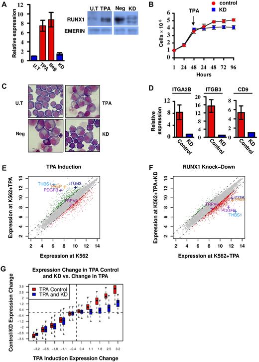 Figure 1. Phenotypic and gene expression response of K562 and K562Runx1KD cells to TPA treatment. (A) Quantitative RT-PCR and Western blot analysis of RUNX1 expression in untreated (U.T) and TPA-treated (TPA) cells as well as in TPA-treated cells stably expressing shRNA-miR (K562RUNX1KD), which knocked down RUNX1 expression (KD) compared with nonsilencing shRNA-miR control (Neg). Quantitative RT-PCR data are mean ± SD of 2 independent experiments performed in triplicates. Western blot of nuclear extract using anti-RUNX1 antibodies. Emerin was used as control of protein loading (supplemental data). (B) Proliferation assay using K562-TPA Neg (red) and KD (blue) cells. A total of 1 × 106 cells were grown in culture and counted every 24 hours. TPA was added 48 hours after seeding of cells. Data are mean ± SD of 2 independent experiments performed in triplicates. (C) Cell morphology changes. Representative microscopic images of May-Grunwald-Giemsa stained untreated (U.T), TPA, TPA Neg, and TPA KD K562 cells. Images were viewed with a Nikon Eclipse 800 microscope with a 100×/1.25 numeric aperture oil objective lens, captured using a Nikon DXM1200 digital camera, and processed with Nikon ACT-1 2.63 software. (D) Expression of megakaryocytic markers in K562 (Control) and K562RUNX1KD (KD) in response to TPA. Quantitative RT-PCR analysis of ITGA2B (CD41), ITGB3 (CD61), and CD9 expression in K562 cells. Data are mean ± SD of 2 independent experiments performed in quadruplicates. The decreased expression in TPA-treated K562RUNX1KD relative to K562 control was significant (P < .01) for all 3 markers. Primers used for quantitative RT-PCR assays are listed in supplemental Table 2. (E) TPA-induced transcriptional changes. Genes are plotted based on their expression level (log scale) in K562-TPA cells versus their basal level in untreated cells. Genes showing 2-fold (1 in log scale) increase or decrease in expression levels are indicated in green or red, respectively. Indicated are examples of up-regulated genes known to play an important role in megakaryocytic differentiation along with the reference TRPV6 gene. (F) RUNX1 knockdown impaired TPA-induced transcriptional activation. Gene expression levels in K562-TPA versus K562Runx1KD-TPA cells, stably expressing a TPA-responsive RUNX1 shRNA-miR, are shown in supplemental Table 1. Note the change in RUNX1-dependent expression of genes indicated in panel E. (G) Change in RUNX1-dependent transcriptional regulation in TPA-treated cells. Genes were divided into groups according to differential expression after TPA treatment. Shown are boxplots representing the expression change distribution in K562Runx1KD cells (blue) and K562CONTROL (red) for each group of genes. In RUNX1 expression KD, transcriptional repression (left section) did not change, whereas transcriptional activation (right section) was almost completely abolished.