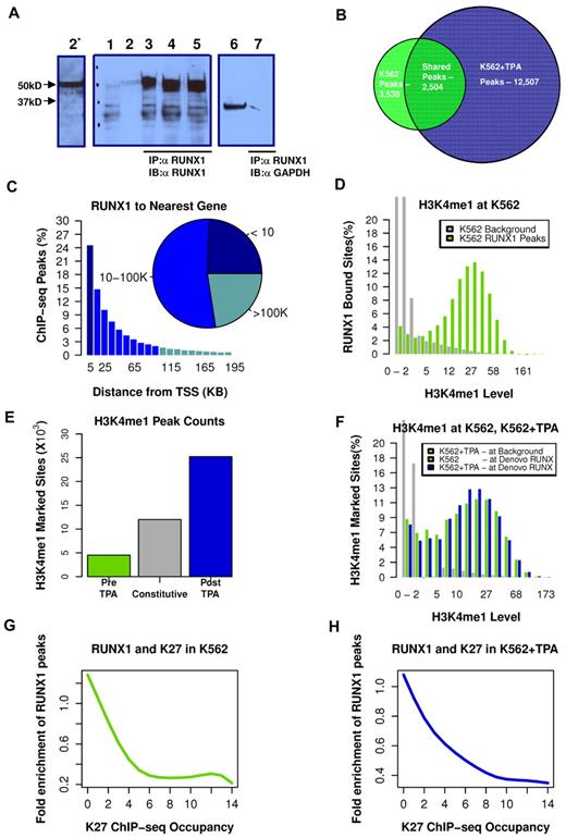 Figure 2. TPA-dependent recruitment of RUNX1 to preprogrammed remote enhancer regions. (A) Validation of anti-RUNX1 antibody efficacy and specificity in immunoprecipitation (IP). IP of RUNX1 from CMK, K562, or K562-TPA whole cell lysates by the anti-RUNX1 antibodies used in the ChIP-seq experiments. Lane 1 indicates protein-A agarose beads (supplemental data) were incubated without cell lysate. Lane 2, Western blot using 50 μg of protein of cell lysate and anti-RUNX1 antibodies (α RUNX1). Lane 2*, Longer exposure of lane 2. Lanes 3 to 5, Western blot analysis of proteins immunoprecipitated from CMK (2), K562 (3), and K562-TPA cell lysates. Lane 6, Western blot analysis of CMK cell lysate using anti-GAPDH antibodies (α GAPDH). Lane 7, Western blot analysis, using anti-GAPDH antibodies, of proteins immunoprecipitated from CMK by anti-RUNX1 antibodies. (B) Venn diagram showing genome-wide RUNX1 occupancy in K562 and K562-TPA cells. RUNX1-binding peaks from ChIP-seq analysis (covered beyond a threshold and lacking significant coverage in control experiment) before and 24 hours after TPA treatment were compared. (C) Distribution of RUNX1 ChIP-seq peaks relative to the TSS. Shown are RUNX1 peak frequencies relative to the distance from the nearest annotated TSS. Although regions proximal to TSSs show increased RUNX1 binding, the majority of RUNX1 peaks (inset) were localized more than 10 kb from the nearest TSS. (D) Enrichment of RUNX1 binding in regions with open chromatin. Distributions of H3K4me1 ChIP-seq readouts at RUNX1 bound sites (light green) and at background regions (gray) demonstrate that RUNX1 binding was largely restricted to H3K4me1-marked remote enhancers. (E) Change in H3K4me1-marked regions after TPA induction. Histograms represent the numbers of ChIP-seq H3K4me1-marked genomic regions that were identified in both pre– and post–TPA-treated cells (constitutive, gray), in pre–TPA-treated cells (green), and in TPA-induced cells alone (blue). (F) De novo occupied RUNX1 sites are marked by H3K4me1 before TPA induction. Histograms represent the distributions of H3K4me1 ChIP-seq readouts before (light green) and after (blue) TPA in de novo occupied RUNX1 sites. The distribution of H3K4me1 levels at background regions (gray) served as a control. The data demonstrate that de novo RUNX1-occupied regions were marked open by H3K4me1 before TPA induction and before RUNX1 binding. (G-H) RUNX1 binding is negatively correlated with H3K27me3 ChIP-seq occupancy. A RUNX1 enrichment value is computed by dividing the frequency of RUNX1 peaks over the defined part of the genome by the RUNX1 peak frequency over the entire genome. Plotted are RUNX1 enrichment values as a function of H3K27me3 occupancy, before (G) and after (H) TPA induction.