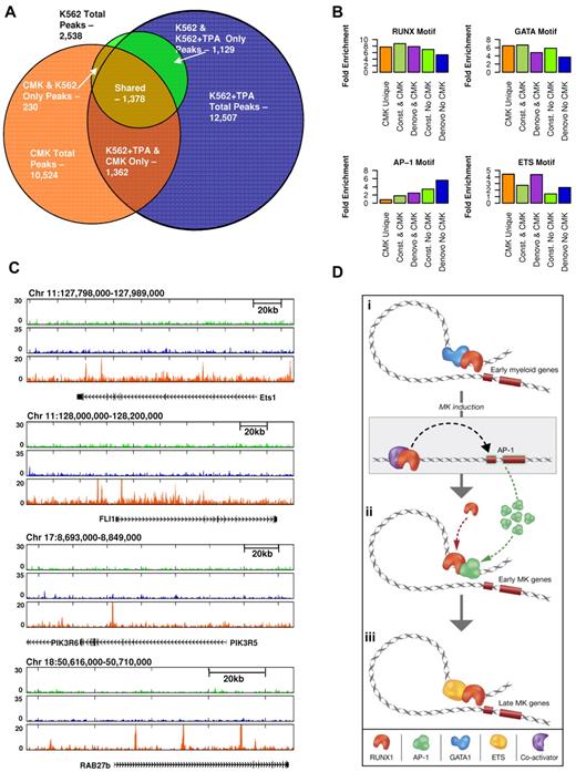 Figure 6. Proximity of RUNX1-occupied sites to ETS motifs in CMK cells and schematic illustration of regulatory interplay between RUNX1 and cooperating TFs. (A) Venn diagram showing the relationships btween RUNX1 ChIP-seq occupancy profiles in K562, K562-TPA, and CMK cells. A substantial number (∼ 7000) of RUNX1 bound sites are CMK specific. (B) RUNX1 occupancy profile at several CMK specific loci. Shown are RUNX1 occupancy profiles in K562 cells before (light green) and after (blue) TPA, and in CMK cells (orange), at loci spanning the ETS1, FLI1, PIK3R6, and RAB27b genes. (C) A multimodal RUNX1 occupancy landscape of distinct TF motif combinations characterizing the megakaryopoietic gene expression program. RUNX1 bound sites in K562, K562-TPA, and CMK were grouped according to their co-occurrence with motifs of RUNX, GATA, AP-1, and ETS. Histograms show percentage of occurrence of motifs with binding energies in the top 5% of background. ETS motifs are highly prevalent in CMK cells, whereas the AP-1 motif is clearly biased to de novo occupied TPA-induced sites. (D) A schematic model summarizing our hypothesis about stage-specific RUNX1-mediated regulation. RUNX1 (orange crescent) is preferentially bound to remote enhancers and cooperates with GATA1 (blue cluster) to regulate early myeloid genes (orange rectangles). On induction, RUNX1 recruits coactivators (purple crescent) to activate the AP1 genes. Thereafter, AP1 TFs (green clusters) facilitate the binding of RUNX1 to early megakaryocytic genes, thereby launching and driving the differentiation program. At subsequent differentiation stage (CMK), RUNX1 cooperates with ETS family TFs (yellow ellipses) to activate a different set of megakaryocytic genes. This scenario underscores the notion that RUNX1 functions in a context-dependent manner to regulate the transcriptional program in differentiating megakaryocytic cell lines.