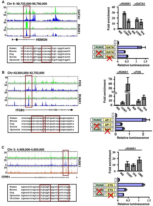 Figure 7. Functional cooperation between RUNX1 and its partner TFs GATA1, AP-1, and ETS. Reporter assays in megakaryocytic cell lines demonstrate cooperation between RUNX1-GATA (A), RUNX1-AP-1 (B), and RUNX1-ETS (C) in regulation of gene expression of HEMGN, ITGB3, and ITPR1 genes. (A) Top left: RUNX1 and GATA1 ChIP-seq tracks in K562 and K562-TPA cells proximal to the HEMGN locus. The regulatory region cloned in vectors and used in transfection assays is indicated by the red rectangle, as are the evolutionary conserved RUNX and GATA binding sites (bottom left) located within this region. Top right: ChIP-quantitative PCR validation of RUNX1 and GATA1 binding to the indicated ChIP-seq region. Shown are independent ChIP assays followed by quantitative PCR using K562 and K562-TPA cells. Bottom right: Dual-luciferase reporter assays in transfected K562 cells using PGL4.73 vector alone or with intact/mutated HEMGN regulatory region (supplemental data). (B) Top left: FOS and RUNX1 ChIP-seq tracks proximal to the ITGB3 locus in K562 and K562-TPA cells. The regulatory region cloned in vectors and used in transfection assays is indicated by the red rectangle, as are the evolutionary conserved RUNX and AP-1 binding sites (bottom left) located within this region. Top right: ChIP-quantitative PCR validation of RUNX1 and AP-1 binding to the indicated ChIP-seq region. Shown are independent ChIP assays followed by quantitative PCR using K562 and K562-TPA cells. Bottom right: Dual-luciferase reporter assays in transfected K562 cells using PGL4.73 vector alone or with intact/mutated ITGB3 regulatory region (see supplemental Methods). (C) Top left: RUNX1 ChIP-seq tracks proximal to the ITRP1 locus in K562, K562-TPA, and CMK cells. The regulatory region cloned in vectors and used in transfection assays is indicated by the red rectangle, as are the evolutionary conserved RUNX and ETS binding sites (bottom left) located within this region. Top right: ChIP-quantitative PCR validation of RUNX1 binding to the indicated ChIP-seq region. Shown are independent ChIP assays followed by quantitative PCR using K562, K562-TPA, and CMK cells. Bottom right: Dual-luciferase reporter assays in transfected K562 cells using PGL4.73 vector alone or with intact/mutated ITPR1 regulatory region (see supplemental Methods). (A-C) Data of quantitative PCR and dual-reporter assays represent mean ± SE of at least 2 biologic repeats performed in triplicates.
