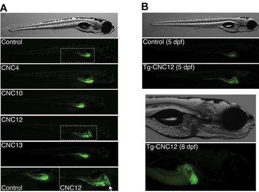 Figure 3. In vivo enhancer assay using EGFP reporter constructs in zebrafish embryos. (A) Representative mosaic G0 animals, at 5 dpf, for 5 EGFP reporter constructs (CNC4, CNC10, CNC12, and CNC13) as well as for the control plasmid carrying no CNC sequences (Control). The 2-bottom pictures are higher magnification of the areas defined by dashed line of Control and CNC12 constructs, the last one driving EGFP expression in liver (white arrow). (B) CNC12-EGFP and control transgenic representative G1 animals at 5 dpf. Higher magnification of an 8-dpf CNC12-EGFP transgenic individual depicts clear liver expression of the reporter gene. Embryos are shown in lateral view, anterior to the right in all panels.