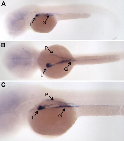 Figure 4. EGFP in situ hybridization of CNC12-EGFP transgenic fish embryos. (A) Lateral, (B) dorsal, and (C) oblique views of representative 2-dpf CNC12-EGFP G1 embryos show EGFP expression in liver (L), gut (G), and also in the pronephros ducts (P). Embryos are shown anterior to the left in all panels.