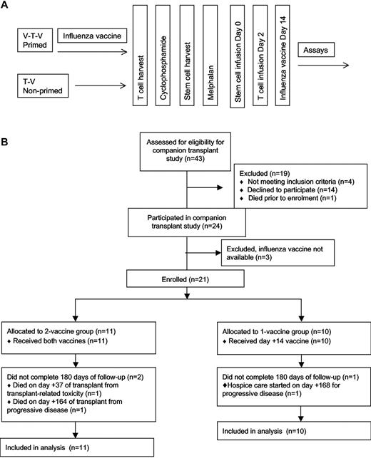 Figure 1. The study protocol. (A) The clinical protocol is shown schematically. Primed patients received a vaccine both before and after ASCT (V-T-V), whereas the nonprimed group received the vaccine only after ASCT (T-V). (B) The CONSORT diagram of the study enrollment.