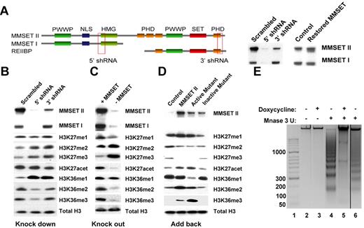 Figure 1. MMSET induces global changes in histone methylation. (A) Schematic representation of MMSET main isoforms showing the regions where the shRNA were designed. (Right) Cells containing the inducible shRNA were grown in the presence of doxycycline for 7 days. After 7 days, cell were washed and incubated for 7 more days without doxycycline to restore MMSET expression. Nuclear extracts were immunoblotted with anti-MMSET antibody. (B-C) Nuclear extracts from the knockdown and knockout systems were immunoblotted with the indicated antibodies. MMSET depletion induces methylation of H3K27me2/3 and decreases methylation of H3K36me2/3. (D) MMSET repletion induces global changes in chromatin. The MMSET knockout cell line was infected with retrovirus containing a vector control (lane 1), wild-type MMSET II (lane 2), or 2 different SET domain mutants (lanes 3-4). Nuclear extracts were immunoblotted with the indicated antibodies. Restoration of wild-type and active mutant of MMSET decreases methylation of H3K27me2/3 and increases methylation of H3K36me2/3. Repletion with the enzymatically dead mutant form of MMSET shows the same methylation pattern as the vector control. (E) MMSET expression affects chromatin structure. MNase assay in knockdown system. Lane 1: molecular weight marker; lanes 2-3: negative control with no enzyme. The presence of MMSET correlates with a more open chromatin state (lane 4). When MMSET is blocked, the chromatin closes, and it is not accessible for the digestion by MNase (lane 5). Re-expression of MMSET upon doxycycline removal opens the chromatin (lane 6).