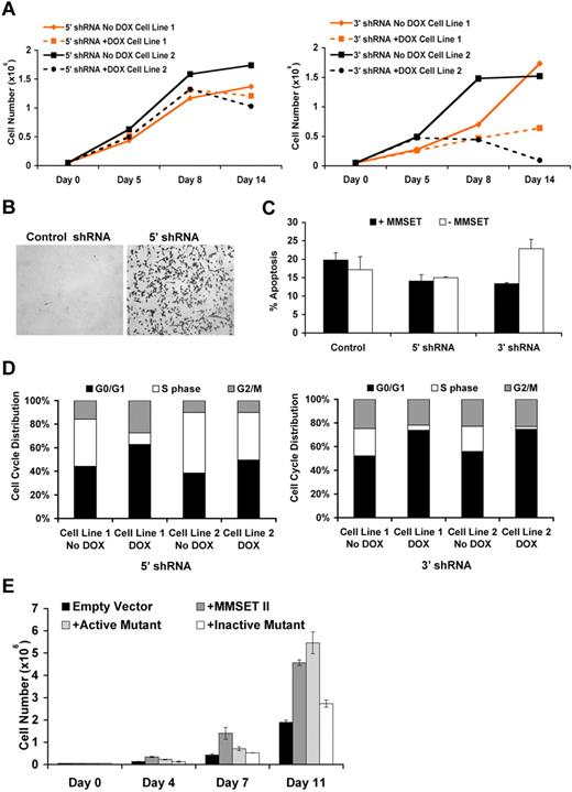 Figure 3. MMSET alters cell growth, cell cycle, and apoptosis in multiple myeloma cells. (A) MMSET affects growth of multiple myeloma cells. Cloned KMS11 cells harboring inducible shRNA were grown in the presence of doxycycline, and cells were counted at the indicated time points. Fresh media with or without doxycycline was added at days 7, 10, and 13 to allow continued cell growth. Two different clones are shown in the graphs. Knockdown using the C-terminal shRNA shows a drastic change in growth behavior. (B) MMSET alters adhesion of multiple myeloma cells. Knockdown cells where grown in the presence of doxycycline for 7 days, and pictures were imaged as described in “Adhesion assay.” (C) MMSET depletion induces apoptosis. Knockdown cells were grown in the presence of doxycycline, and annexin V staining was performed as described in “Cell cycle analysis and apoptosis assay.” (D) MMSET induces cell cycle arrest. Cell-cycle profiles of knockdown cells grown in the presence of doxycycline for 7 days were assessed after a 30-minute BrdU pulse as described in “Cell cycle analysis and apoptosis assay.” MMSET knockdown decreases the percentage of cells in S-phase, and this effect is more pronounced using the C-terminal shRNA. (E) MMSET induces proliferation. Knockout cells infected with vector control, wild-type, and mutants of MMSET were grown, and cell counts were performed over a period of 2 weeks. Cells containing wild-type and active mutant (F1177A) of MMSET proliferate faster than cells infected with vector control or the enzymatically dead MMSET (Y1118A).