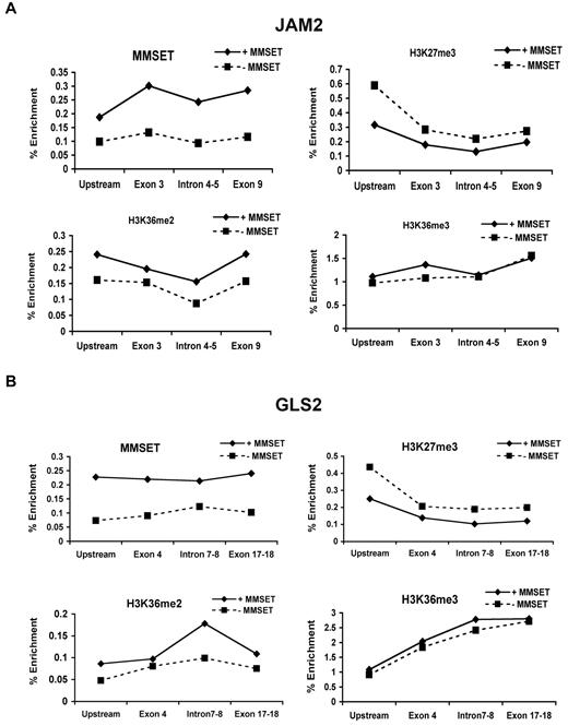 Figure 5. MMSET binding across genes overlaps with high levels of H3K36me2 and low levels of H3K27me3. Chromatin of MMSET shRNA-inducible cells grown with or without doxycycline for 7 days was immunoprecipitated with anti-MMSET, anti-H3K27me3, anti-H3K36me2, or anti-H3K36me3 antibodies. Immunoglobulin G was used as negative control (not shown). Eluted DNA was PCR amplified with primers designed across JAM2 (A) and GLS2 (B) loci.
