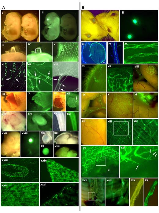 Figure 1. GFP expression pattern in the Prox1-GFP BAC transgenic mice. (A) GFP expression in embryos and newborn mice: stereoscopic images of a Prox1-GFP (left) and a wild-type embryo (right) (E14.5) in the bright-field and green fluorescence channel (i-ii). (iii-v) A patch of Prox1-GFP embryonic back skin was peeled to visualize the dermal lymphatic network (v, enlarged image of the boxed area of subpanel iv). (vi) Leading front (arrows) of embryonic dermal lymphatic vessels. (vii-viii) Mesenteric lymphatic vessels and lymphatic valves (arrows) in a newborn mouse (P1). Bright-field and green fluorescent images of the embryonic liver (ix-x), the pancreas (xi-xii), the heart (xiii-xiv), the nervous system in the tail (xv-xvi), the eye (xvii-xviii), isolated eyeball (xix-xx), and the brain (xxi-xxii). Expression of GFP reporter in embryonic neural tube (xxiii), hepatocytes (xxiv), heart muscle (xxv), and intestine (xxvi) of newborn mice. (B) GFP expression in the Prox1-GFP BAC transgenic adult mice: bright-field and green fluorescent imaging allows a convenient distinction of transgenic (left) versus wild-type control (right) mice (i-ii). Cross sections of the eye lens (iii) and the retina (iv). Lymphatic vessels are shown in whole-mount preparations of the trachea (v), inner side of the skin (vi), ear edge (vii), Peyer patch (viii), mesentery (ix), surface of intestine (x) and lymph nodes (xi), diaphragm (xii-xiii), and an enlarged view (xiv) of boxed area in panel xiii. (xv-xvi) The ear of a Prox1-GFP mouse was wounded with an ear punch. *Lymphatic vessel regeneration was visualized at the edge of the wound at day 7. Filopodia of sprouting lymphatic endothelial cells are shown in a boxed area in panel xv and marked with arrows in the enlarged image (xvi). The thoracic duct of a Prox1-GFP mouse can be easily visualized in the retroperitoneal space (xvii) with an enlarged view (xviii). An isolated thoracic duct clearly shows a strong GFP positivity (xix-xx).